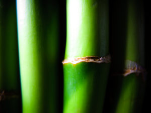 bamboo Kuva: delphaber (Flickr)
