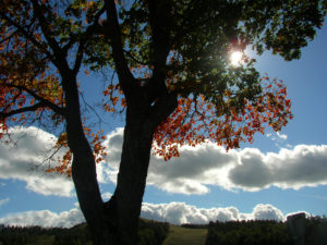 tree