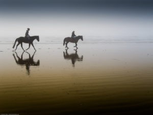 horses